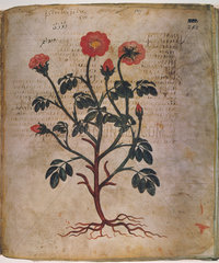 Rose  6th century.