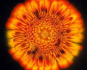 Kirlian photograph of a marguerite flower.