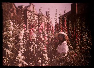 Girl in a garden with hollyhocks  1908.