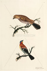 Honey-guide and blue-capped chaffinch  1776.