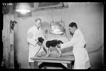 Sun-ray treatment for a dog  1932.