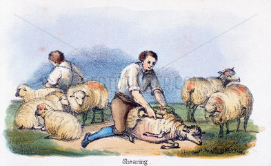 'Shearing'  c 1845.