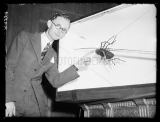 Model of a housefly  1944.