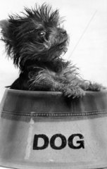 Yorkshire terrier puppy  January 1971.