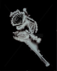 Kirlian photograph of a rose.