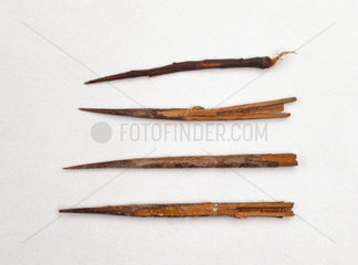 Sutures made of thorns and fibre cord from Mombasa  Kenya.