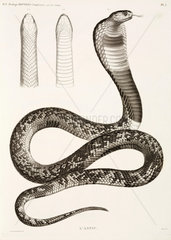 Egyptian cobra  1813.