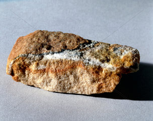 Antarctic sandstone sample containing micro-organisms.