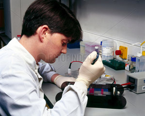 Scientist loading agarose gel to separate DNA fragments.