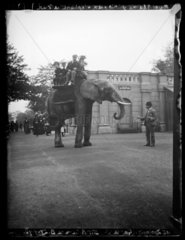 'Major Adams Giving An Elephant A Bun At Zoological Gardens'  1898.