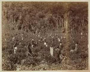 Picking tea  Ceylon  c 1870.