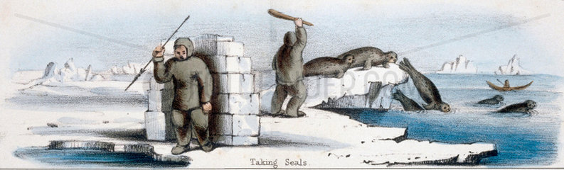'Taking Seals'  c 1845.