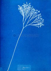 Cyanotype of British fern  1853. Taken from