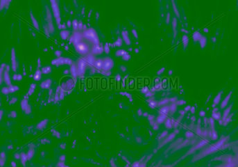 Detail of Kirlian photograph of a Chickweed leaf  12 October 2005.