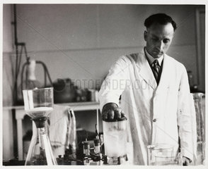 Pharmacist mincing drugs  1950.