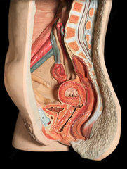 Cut away anatomical figure of a female abdomen  1977.