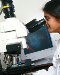 A scientist determining the distribution of proteins within a cell.