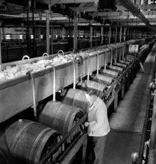 Line of fermenting beer barrells  1951.