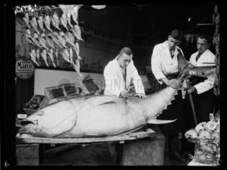 Fishmonger slicing into a giant tuna fish  1933.