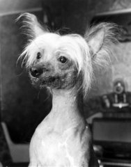 Chinese crested dog  December 1968.