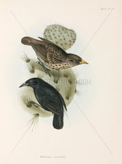 Pair of Cactus Finches  Galapagos Islands  c 1832-1836.