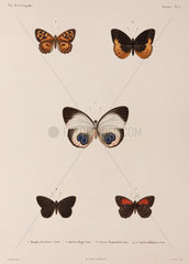 Five butterflies  New Guinea  1822-1825.