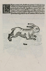 The constellation of Lepus the hare  1488.