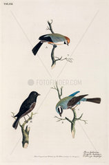 Boreal Chickadee  chaffinch  and White-crowned Bunting  1777.