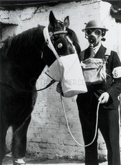Gas protection for horses  West Ham  London  1939.