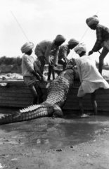 Five Indian youths manhandling a crocodile