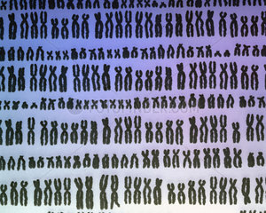 Repeated pattern of the 23 pairs of human chromosomes.
