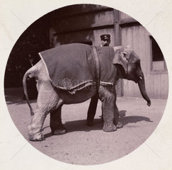Baby elephant at the zoo  c 1890.