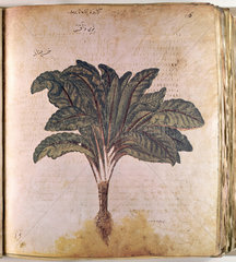 Lettuce. An illustration from Dioscorides C