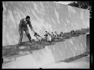 Walt Disney filming penguins at London Zoo  1935.