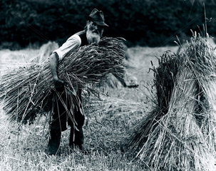 A farm labourer carrying hay to add to a stook  1900-1930.