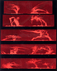 Solar prominences  Plate 8  1872.