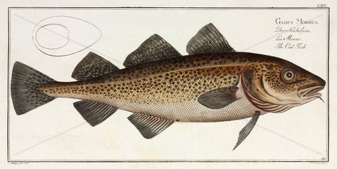‘The Cod Fish’  1785-1788.