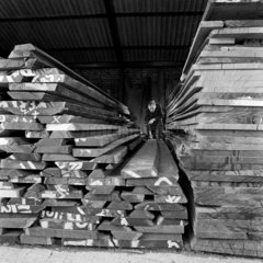 Selecting timber in the storeyard of Elliots of Reading  1960.