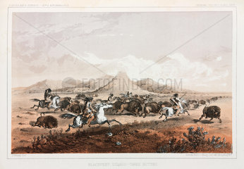 Blackfeet Indians hunting buffalo  North America  1853-1855.