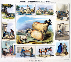 'The Sheep'  c 1845.