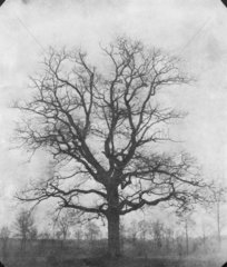 'Oak tree in winter'  Lacock Abbey  c 1843.