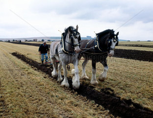 Horse ploughing  Wiltshire  c 1989.