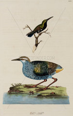 Hummingbird and Tahiti Rail  1776.