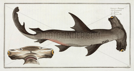 ‘The Balance Fish’  (hammerhead shark)  1785-1788.