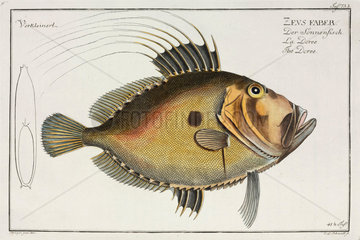 ‘The Doree’  (John Dory fish)  1785-1788.