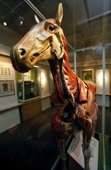 Anatomical model of a horse  c 1850-1880.