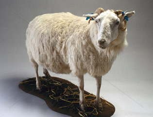 Tracy  a transgenic sheep  1999.