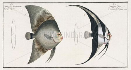 Orbiculate and Teira batfish  1785-1788.