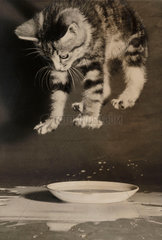 Kitten jumping into a saucer of milk  1953.