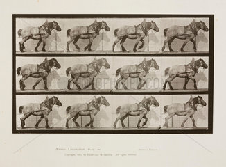 Time-lapse photographs of a cart-horse walking  1872-1885.